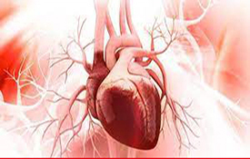 Kalp Anatomisi